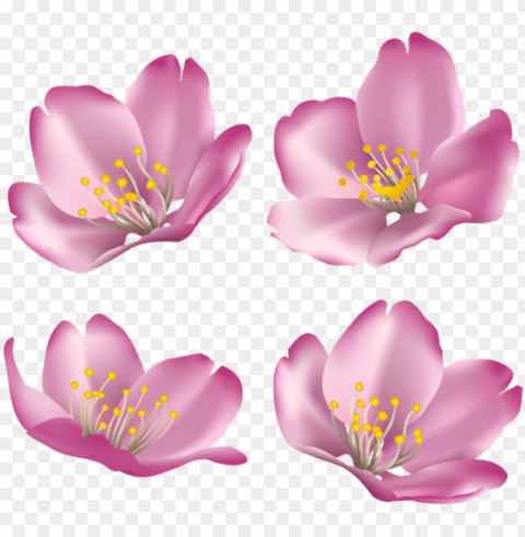 download flowers for decoration clipart photo - rosa rubiginosa Transparent Background Isolated PNG Design Element