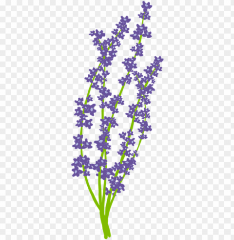 download free lavender flower - lavender vector Clean Background Isolated PNG Image