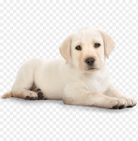  - golden retriever puppy Free download PNG images with alpha channel
