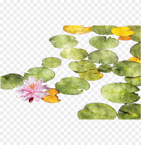 download lotus watercolor clipart sacred lotus - watercolour water lily Clear background PNG images bulk