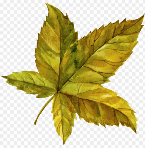 download - maple leaf Isolated Character in Transparent PNG Format PNG transparent with Clear Background ID c5ec75cd
