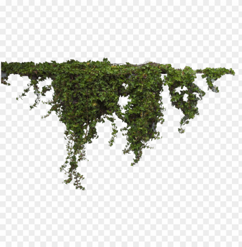 download - plants photosho PNG Image with Isolated Subject