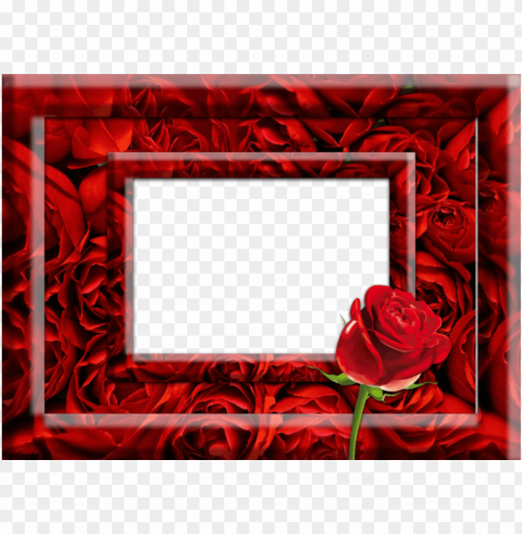 download red rose photo frame clipart garden roses - red rose photo frames PNG images with no fees