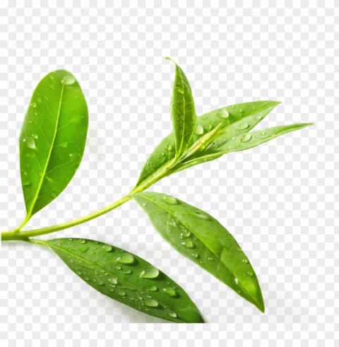 download tea tree clipart green tea tea tree oil - tea tree leaf PNG images with alpha channel selection