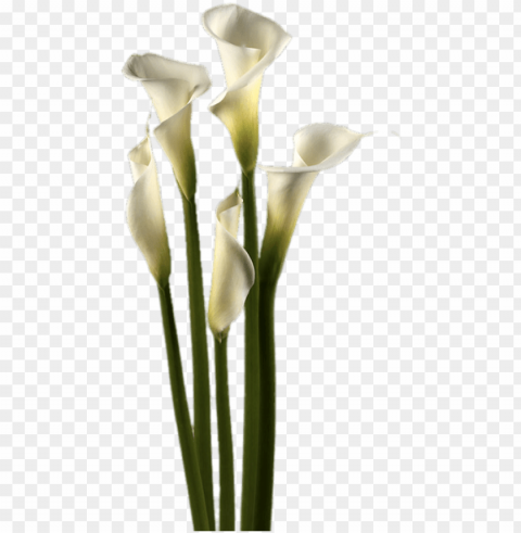 download - white calla lily PNG transparent backgrounds