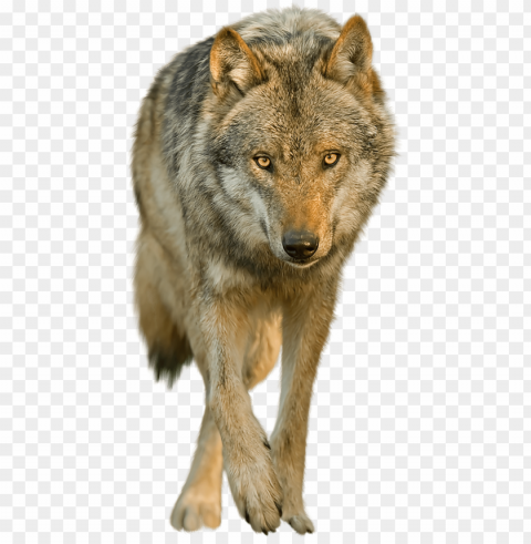 download wolf images backgrounds - red wolf no background Transparent PNG Isolated Subject