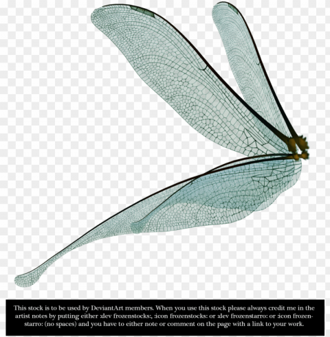 dragonfly fairy wings render by frozenstocks - dragonfly wings side view PNG graphics with clear alpha channel