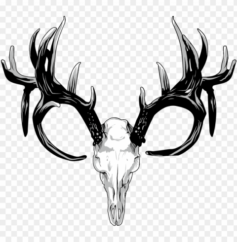 drawing antlers white tailed deer - deer skull PNG pictures with no background