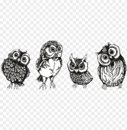 drawing art cute birds owls cute owls owl - owl Isolated Element on HighQuality Transparent PNG