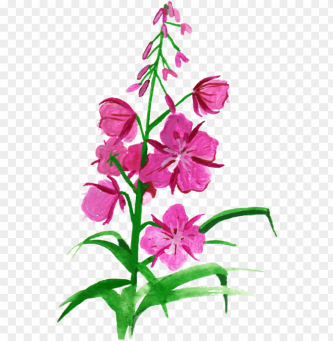 drawing fireweed Transparent Background Isolated PNG Design Element PNG transparent with Clear Background ID 69ff0e15