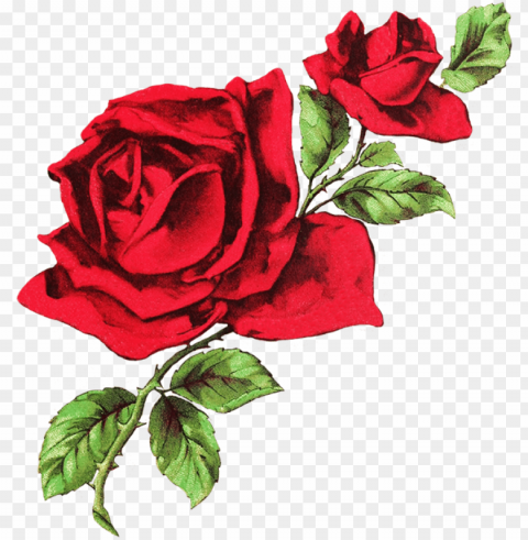 drawing of two red roses - white and red aesthetic header Transparent PNG Isolated Item with Detail