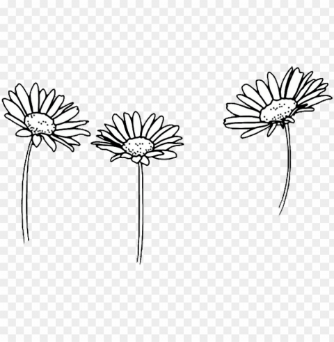 drawing outline sunflowers flower tumblr - flowers black and white Transparent Background PNG Isolated Character