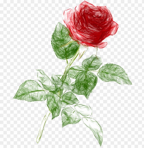 drawing pencil color rose clipart picture - rose drawing PNG without watermark free