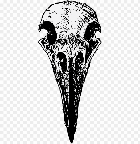 drawing ravens skull - raven skull frontal drawi PNG pictures with no background required