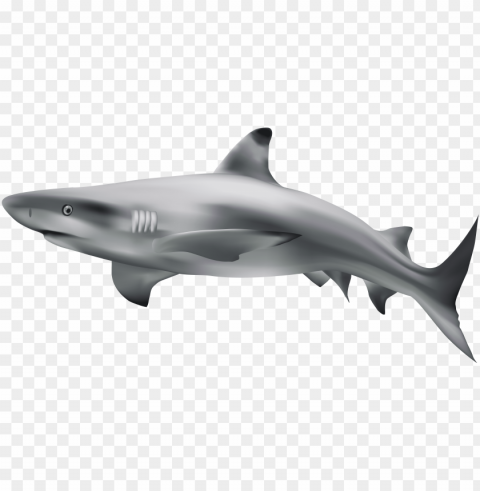 drawing shark real - transparent background shark clipart PNG download free