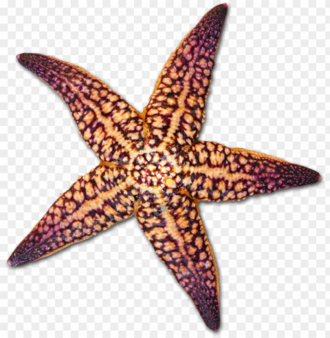 Drawing Shells Starfish Freeuse Library - Transparent Background Starfish And Shells Isolated Object With Transparency In PNG