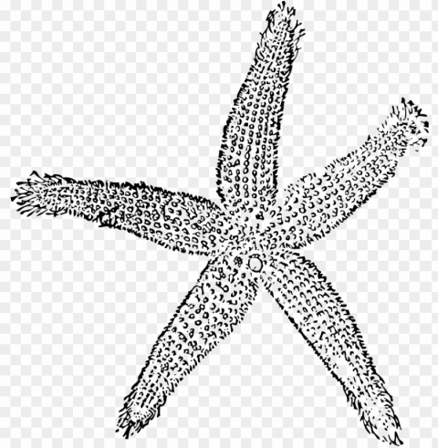 drawing starfish colour - fish clip art Transparent background PNG photos PNG transparent with Clear Background ID b30b6c97