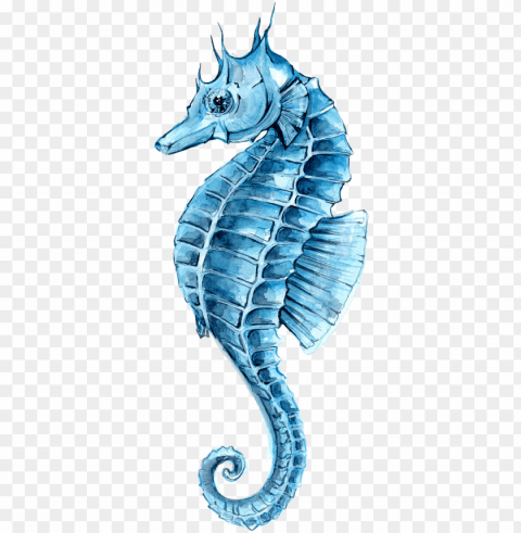 drawing watercolor painting seahorse clip art - caballito de mar acuarela Isolated Object with Transparent Background PNG