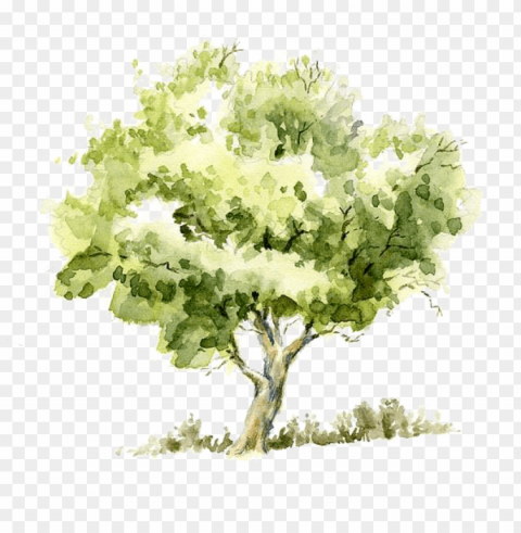 drawing watercolor painting tree pencil sketch - watercolor tree PNG images with transparent layer