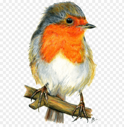 drawings of garden birds Isolated Graphic in Transparent PNG Format