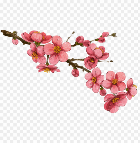 drawn cherry blossom china - china flower drawi Isolated Object in Transparent PNG Format