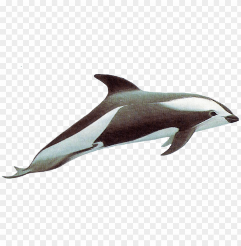 drawn dolphins hourglass dolphin - hourglass dolphin PNG transparent stock images