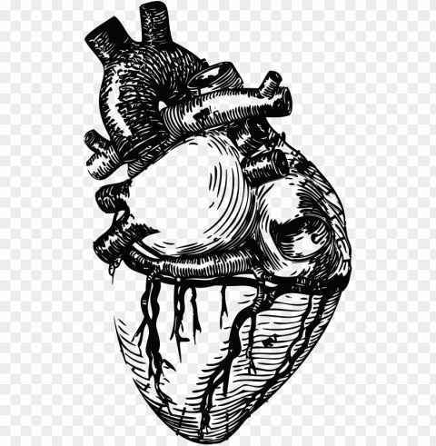 drawn grenade human heart - realistic heart line art PNG images without licensing