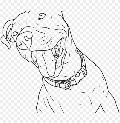 drawn pitbull realistic - coloring pages pitbull Isolated Item in HighQuality Transparent PNG