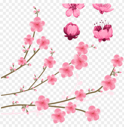 drawn sakura blossom 5 petal flower - flower vector PNG Image Isolated with High Clarity