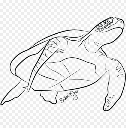 drawn sea turtle line drawing - sea turtle line art PNG with no background diverse variety