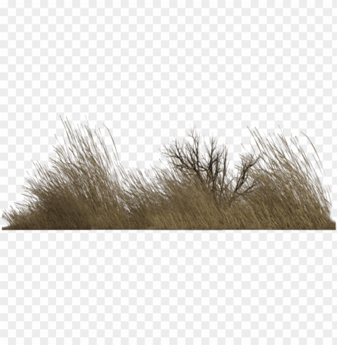 dry grass - imagenes de vegetacio PNG images with alpha channel diverse selection