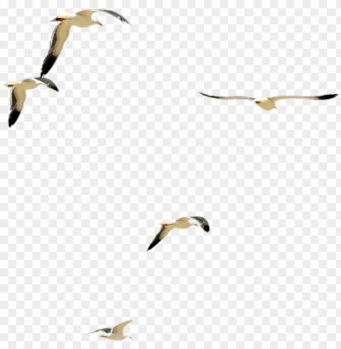 dsc 0085 flock of beach birds psd file by annamae22 - flock of birds psd PNG Image Isolated on Transparent Backdrop