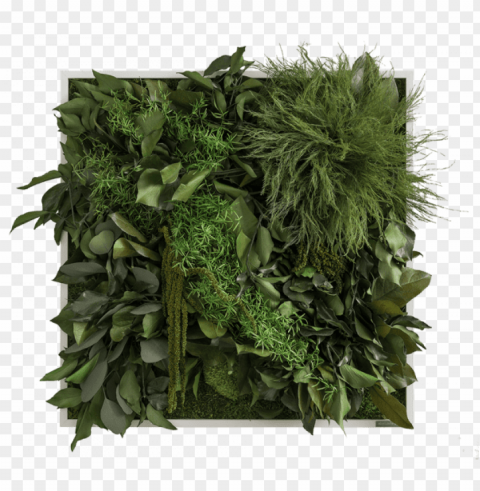 dschungelbild frontal - jungle plant Transparent PNG images bulk package