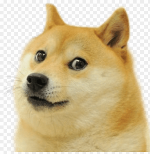 dsp is a dank meme master - wow such doge wow such doge wow such doge sticker Transparent Background Isolated PNG Art