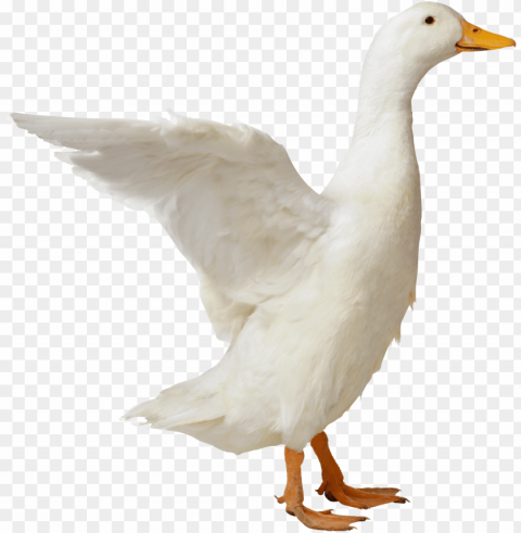 duck Clean Background Isolated PNG Icon PNG transparent with Clear Background ID 1eb43ecb