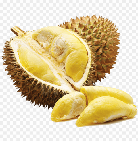 durian - organic jackfruit seeds nutritious fruit seeds for PNG Graphic with Isolated Clarity PNG transparent with Clear Background ID 3a01e442