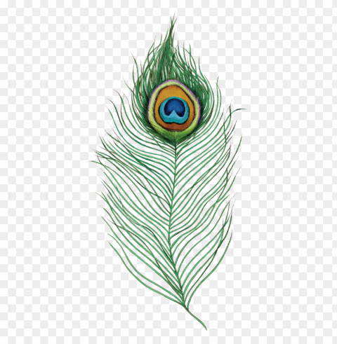 eacock feather PNG clear background