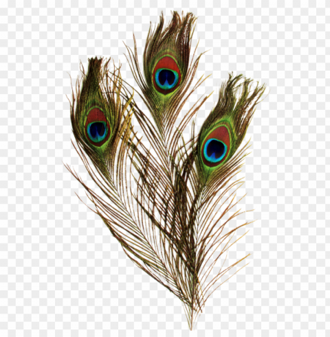 eacock feather pictures - chenille kraft peacock feathers 36 - 12 pack PNG transparent photos for design