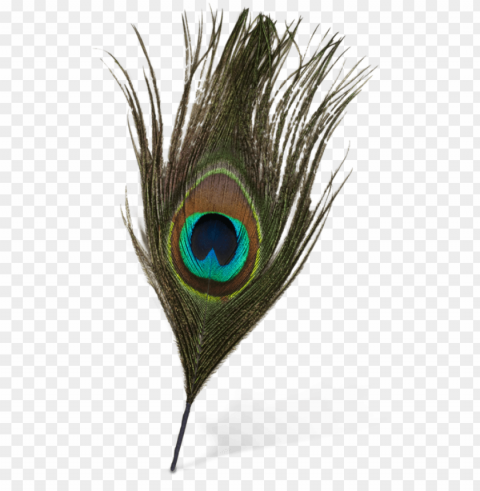 eacock feather vector - peacock feather PNG images with no background free download