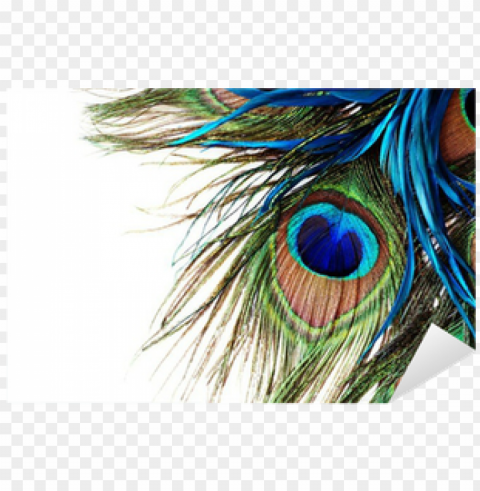 eacock feather wall vinyl PNG for presentations