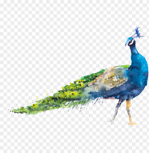 eacock watercolor Clean Background Isolated PNG Image
