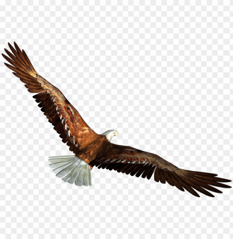 eagle clipart background - eagle flying background Isolated Artwork in HighResolution Transparent PNG