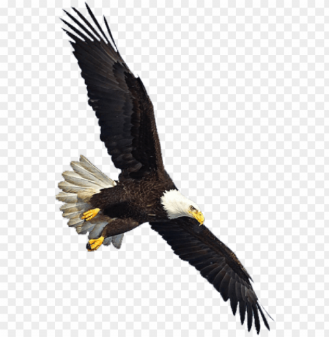 eagle flying Isolated Item on Transparent PNG PNG transparent with Clear Background ID 1cb837c3