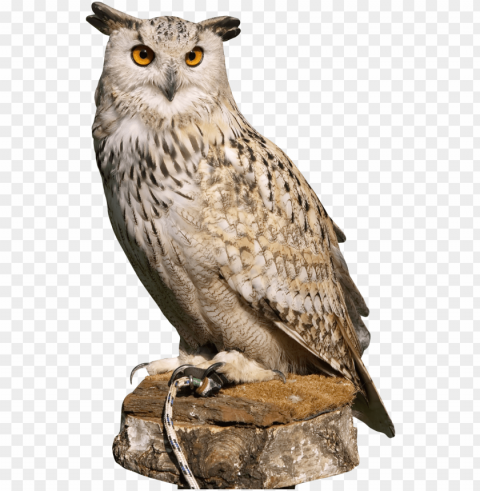 eagle owl transparent image - owl PNG for Photoshop