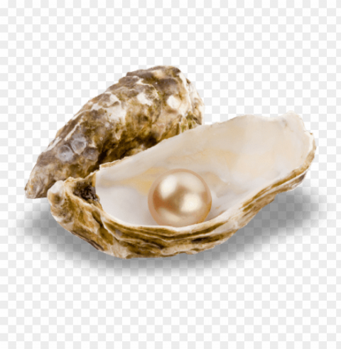 earl-stringing - oyster with pearl Isolated Character with Transparent Background PNG PNG transparent with Clear Background ID 2f2252b9