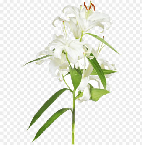 easter cross with lilies PNG transparent designs for projects PNG transparent with Clear Background ID 62f1c226