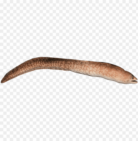 easter island moray eel PNG transparent elements complete package PNG transparent with Clear Background ID 9a914a07