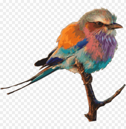 eastern bluebird birds & birding drawing birdwatching - roller bird ClearCut Background PNG Isolated Item