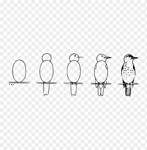 Easy drawing bird PNG pictures with no background