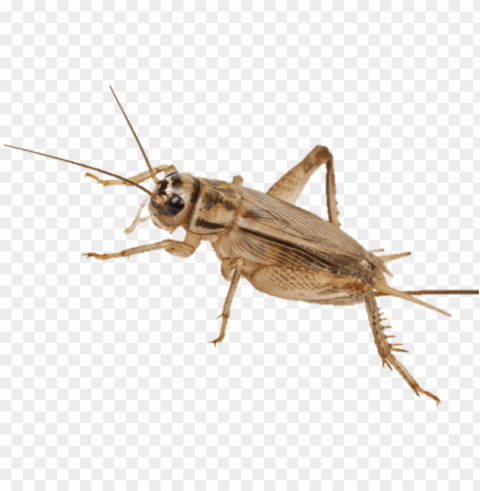 eat crickets - cricket HighQuality Transparent PNG Object Isolation